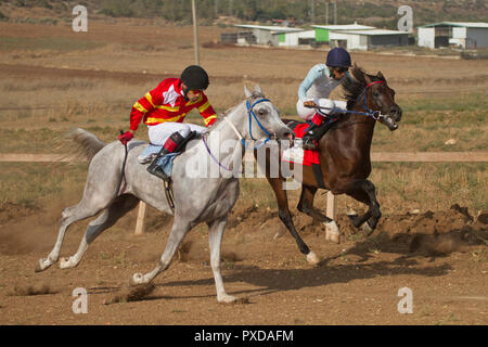 Arabische Pferd in einem Rennen mit Beduinen Reiter Stockfoto