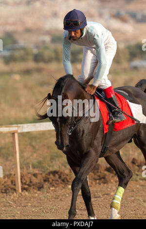 Arabische Pferd in einem Rennen mit Beduinen Reiter Stockfoto