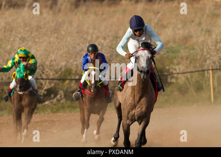 Arabische Pferd in einem Rennen mit Beduinen Reiter Stockfoto
