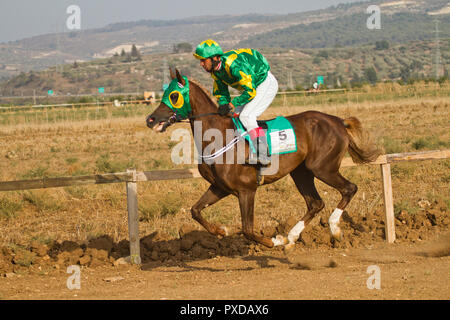 Arabische Pferd in einem Rennen mit Beduinen Reiter Stockfoto
