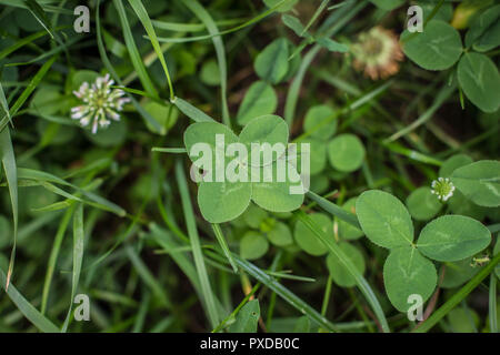 Vier blätterte Klee im Gras Stockfoto