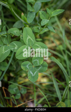 Vier blätterte Klee im Gras Stockfoto