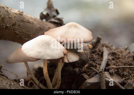 Pilze, die nach dem Regen zu wachsen sind wie das Wunder von Herbst Stockfoto