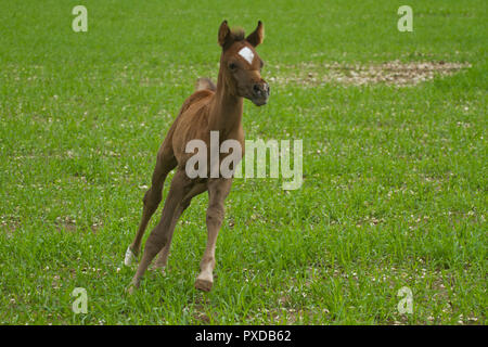 Arabische pferde Fohlen Stockfoto