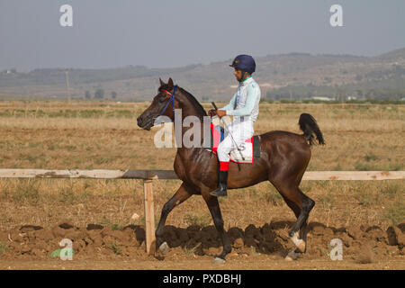 Arabische Pferd in einem Rennen mit Beduinen Reiter Stockfoto