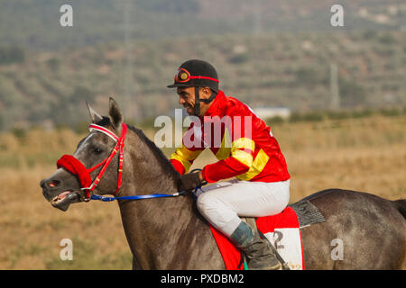 Arabische Pferd in einem Rennen mit Beduinen Reiter Stockfoto