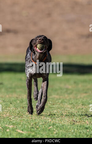 Deutsch kurze Haare Bird Dog mit großen Augen an, während mit voller Drehzahl läuft beim Abrufen der Ball im Park. Stockfoto