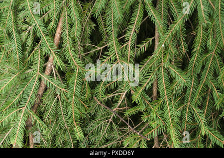 Laub von Fichten. Stockfoto