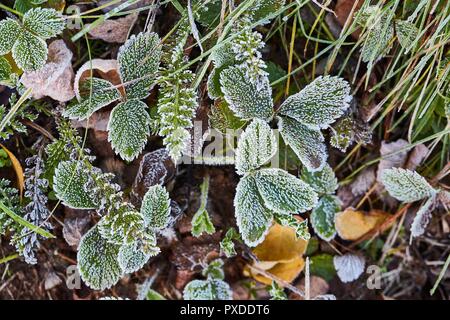 Gefrorene Blätter mit frost Stockfoto