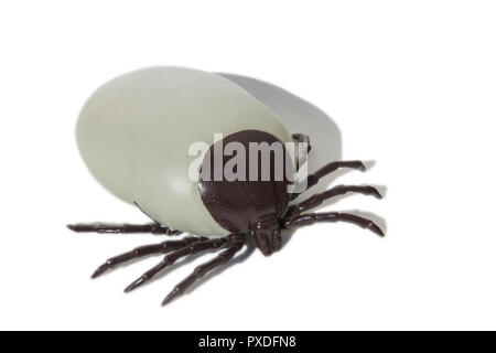Große künstliche Enzephalitis Zecken auf weißem Hintergrund isoliert. Stockfoto
