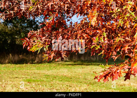 Liquidambar styraciflua, sweetgum. Rotes Herbstlaub. Stockfoto