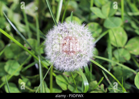 Löwenzahn Unkraut Flower Seed Ball im Garten Stockfoto