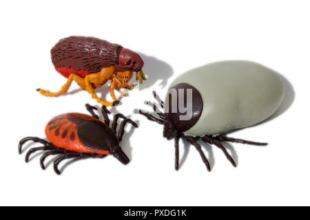 Enzephalitis Zecken und Flöhe auf weißem Hintergrund isoliert Stockfoto