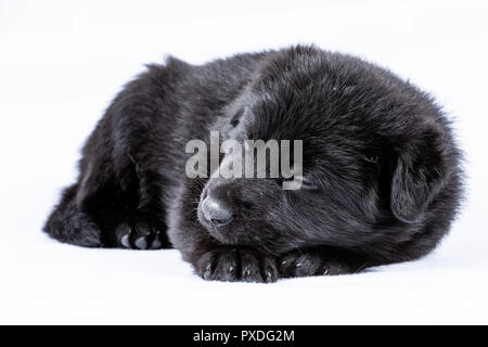 Portrait von der Linie deutscher schäferhund Welpen Stockfoto