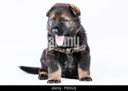 Portrait von der Linie deutscher schäferhund Welpen Stockfoto