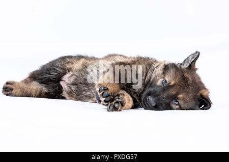 Portrait von der Linie deutscher schäferhund Welpen Stockfoto