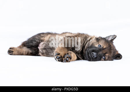 Portrait von der Linie deutscher schäferhund Welpen Stockfoto