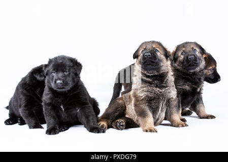 Portrait von der Linie deutscher schäferhund Welpen Stockfoto