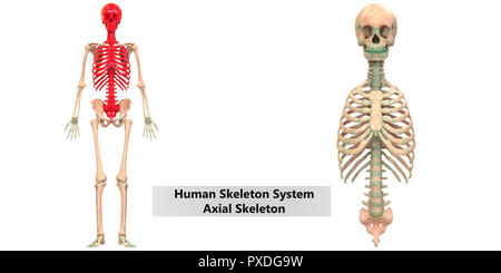 Menschliches Skelett System Appendicular und axialen Skelett Anatomie Stockfoto