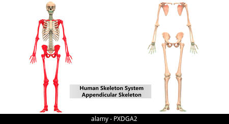 Menschliches Skelett System Appendicular und axialen Skelett Anatomie Stockfoto