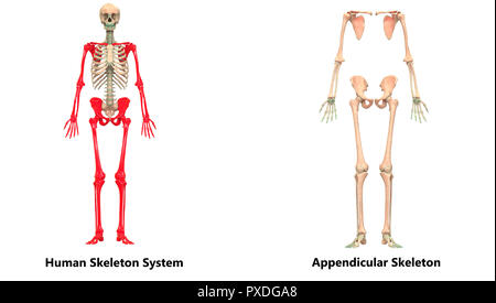 Menschliches Skelett System Appendicular und axialen Skelett Anatomie Stockfoto