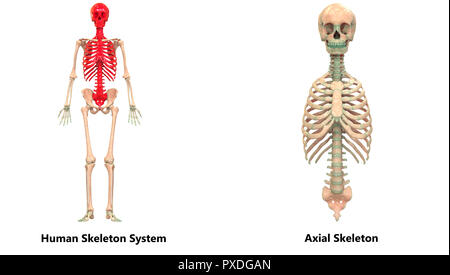 Menschliches Skelett System Appendicular und axialen Skelett Anatomie Stockfoto