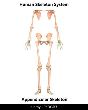 Menschliches Skelett System Appendicular und axialen Skelett Anatomie Stockfoto