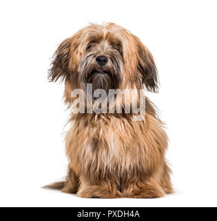 Havaneser Hund, 8 Monate alt, vor weißem Hintergrund sitzen Stockfoto