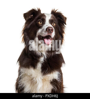 Border Collie Hund, 2 Jahre alt, saß vor weißem Hintergrund Stockfoto