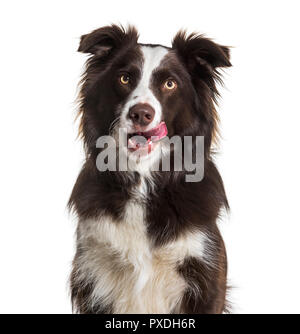 Border Collie Hund, 2 Jahre alt, Lecken der Lippen, sitzen vor weißem Hintergrund Stockfoto