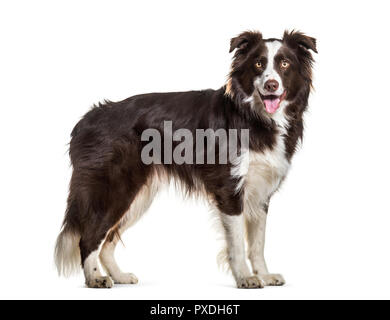 Border Collie Hund, 2 Jahre alt, vor weißem Hintergrund Stockfoto