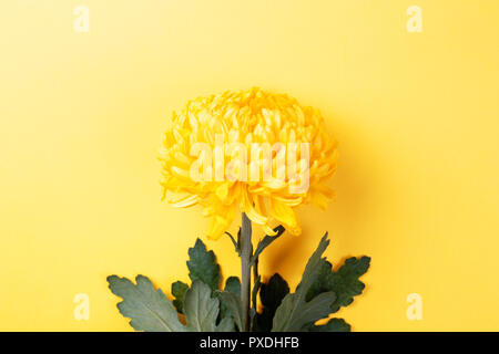 Gelbe Chrysanthemen flower auf gelben Hintergrund. Symbol der Macht, weath. Ansicht von oben. Stockfoto