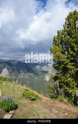 Schöne alpine Blick auf die Bäume und Lupinen Wildblumen entlang der Beartooth Highway in Montana Stockfoto