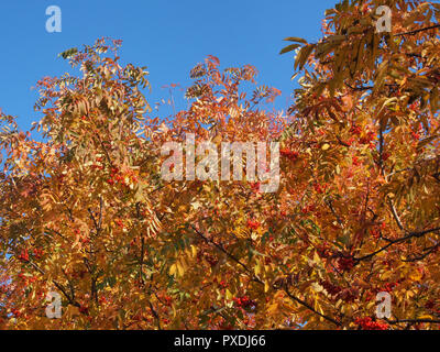 Krone von Rowan im Herbst. Gelbe Blätter und roten Beeren. Herbst. Stockfoto