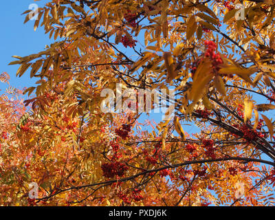 Krone von Rowan im Herbst. Gelbe Blätter und roten Beeren. Herbst. Stockfoto