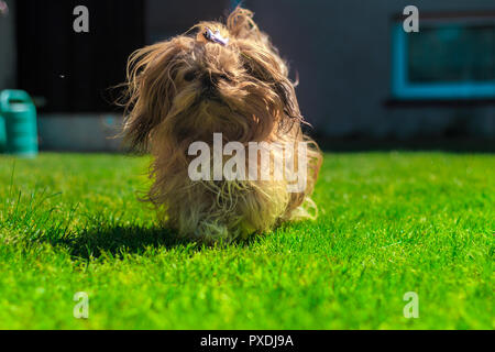 Lustig Shih Tzu auf Grün Stockfoto