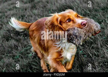 Arbeiten Cocker Spaniel Gundog Training Stockfoto