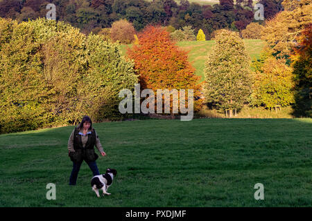 Gundog Training mit Englisch Springer Spaniels arbeiten Stockfoto