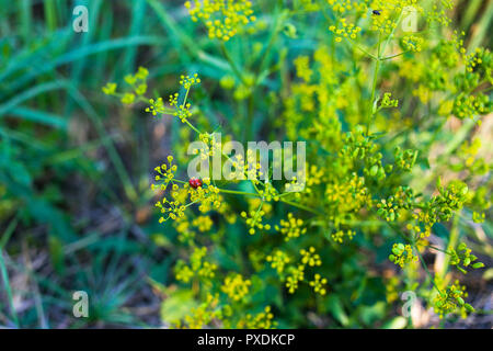 Kleine rote Marienkäfer ruht auf einem Jungen blühenden gelben Dill Kräuter in einem Unternehmen von einer Fliege Stockfoto