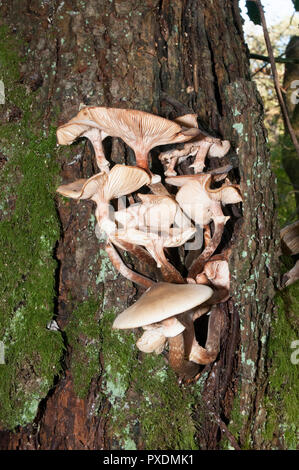 Pilze Pleurotus Füllhorn wächst am Baum. Stockfoto