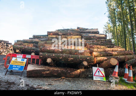 Stapeln von bis Schnitt Baumstämme nach unsicher, nachdem viele hohe Winde gefällt wird. Warnzeichen in Ort der Gefahr zu warnen. Stockfoto