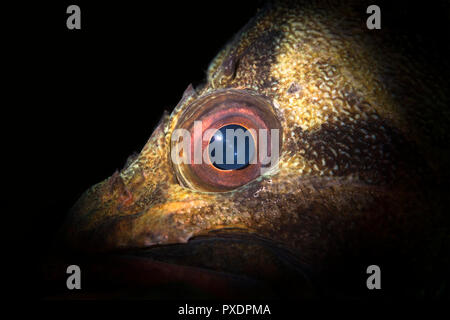 Mit Hilfe spezieller begrenzter Strahl snoot Beleuchtung, das Auge von einem Baum Fisch in der Kalifornischen Channel Islands bietet einen stimmungsvollen Blick auf die sonst üblichen Fisch sp Stockfoto