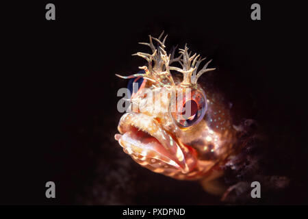 Fische, Fische, Tiere, Tiere, Rifffische, Tiere in freier Wildbahn Stockfoto