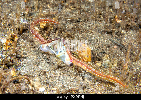 Zwei männliche orange Kehle Hecht schleimfische Anzeige aggressives territoriale Verhalten. Stockfoto