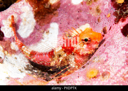 Eine bunte Insel kelpfish in der Kalifornischen Channel Islands gefunden liegt regungslos auf dem Boden vor dem Stechen. Stockfoto