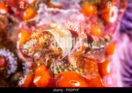 Ein coralline sculpin ruht auf einem Riff in den Gewässern des Kalifornischen Kanalinseln. Stockfoto