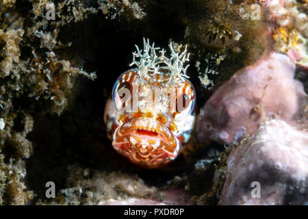 Fische, Fische, Tiere, Tiere, Rifffische, Tiere in freier Wildbahn Stockfoto