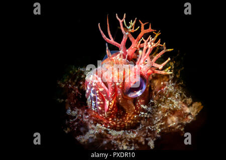 Fische, Fische, Tiere, Tiere, Rifffische, Tiere in freier Wildbahn Stockfoto