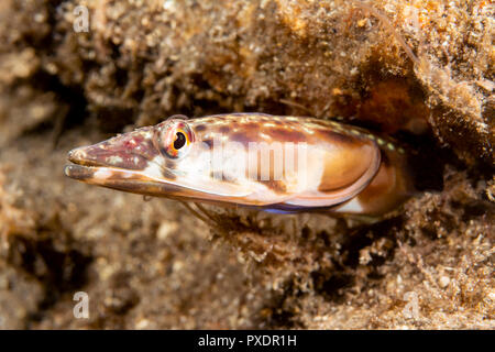 Eine orange Kehle Hecht blenny im kalifornischen Channel Islands gefunden Peers aus seiner Wurm Rohr, für die er lebt. Stockfoto