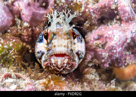 Fische, Fische, Tiere, Tiere, Rifffische, Tiere in freier Wildbahn Stockfoto